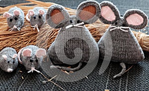 Grey mouse on dry sheaf of rice plants with black background