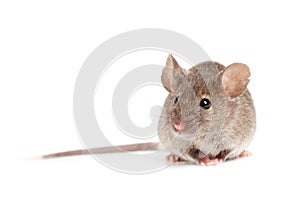 Grey mouse isolated on white photo