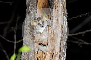 Grey mouse lemur, kirindy