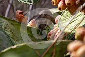 Grey muis eats ripe juicy fruits of opuntia pears