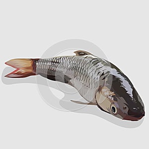 Grey mullet fish realistic hand drawn vector and illustrations white background