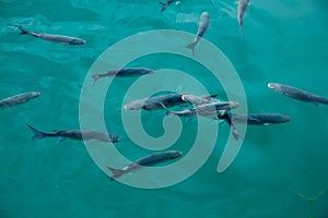 Grey mullet fishes in marina at Mediterranean