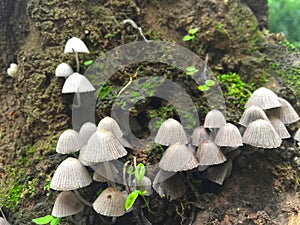 Grey mushroom in forest. pattern