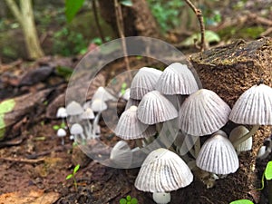 Grey mushroom in forest. pattern