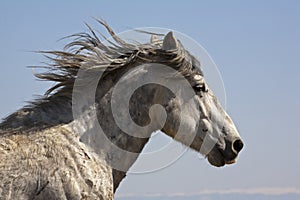 Grey mustang horse run running wild scar