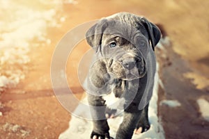 Grey Neapolitan Mastiff puppy