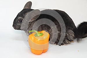 Grey nice chinchilla on white background