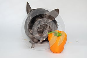 Grey nice chinchilla on white background