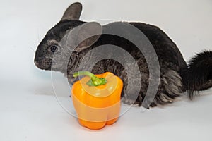 Grey nice chinchilla on white background