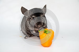 Grey nice chinchilla on white background