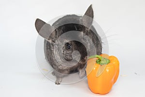 Grey nice chinchilla on white background