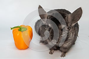 Grey nice chinchilla on white background