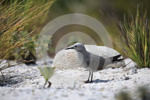 Grey Noddy sitting on a beach