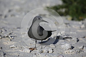 Grey Noddy sitting on a white sandy beach