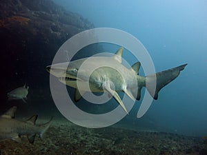 Grey nurse shark