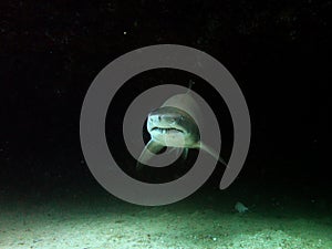 Grey nurse shark