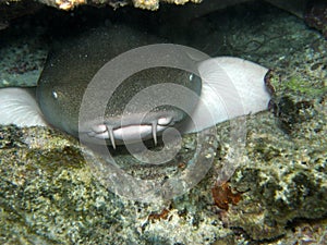 Grey Nurse Shark Fiji Resting