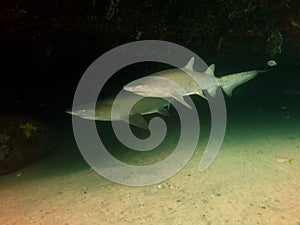 Grey nurse sharks