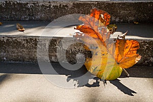 Grey old stairs with beautiful dry teak leaf on floor with amazing shadow, poetic scene and artistic background