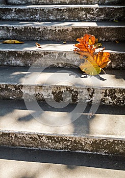 Grey old stairs with beautiful dry teak leaf on floor with amazing shadow, poetic scene and artistic background