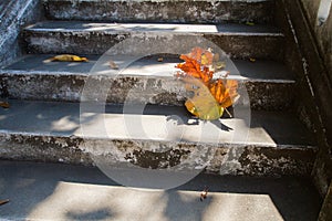 Grey old stairs with beautiful dry teak leaf on floor with amazing shadow, poetic scene and artistic background