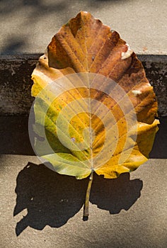 Grey old stairs with beautiful dry teak leaf on floor with amazing shadow, poetic scene and artistic background