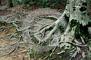 Grey old tree with green moss and cluster roots in a forest.