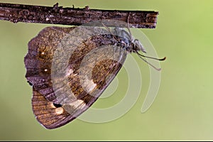 grey orange butterfly on a brown