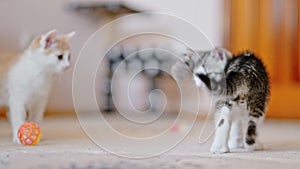 Grey and orange kitten playing with a toy mouse