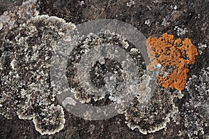 Grey and orange lichen