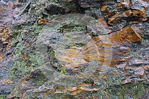 Gray and orange stone covered with lichen