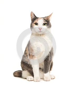 Grey, orange and white sitting cat