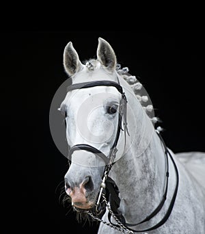 Grey orlov trotter horse on black