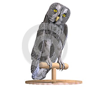 Grey Owl Bird