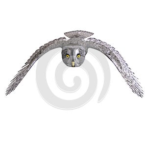 Grey Owl Bird