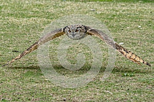 Grey owl while flying close to the grass ground