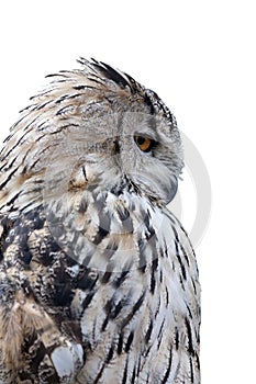 Grey owl isolated on white background