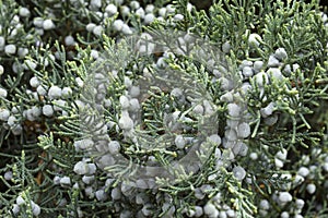 Grey Owl juniper cones