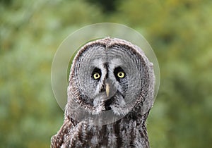 Grey Owl.