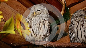 Grey owl sitting on branch with friend at home