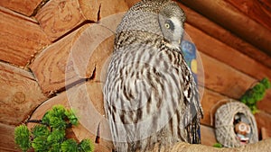 Grey owl sitting on branch and turn his head at home