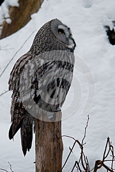 Grey owl is sitting on the stub and is looking up