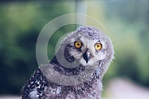 Grey owl wisdom symbol