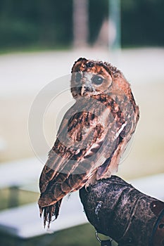 Grey owl wisdom symbol. Owl cocking his head