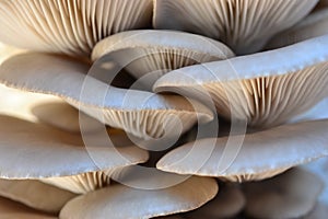 Grey Oyster Mushrooms 2 background photo