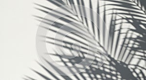 Grey Palm Leaf Shadows on White Textured Wall