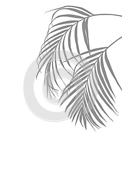 Grey Palm Leaf Silhouette on pure White Background, A delicate gray silhouette of a betel nut leave, creating a tranquil and