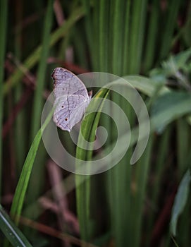 a grey pansy butterfly on green leaf