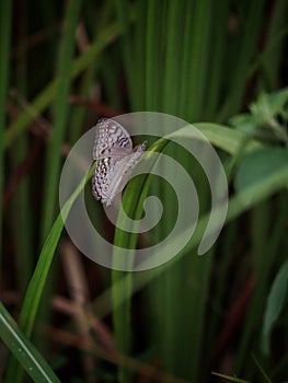 a grey pansy butterfly on green leaf