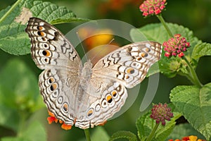 Grey Pansy butterfly Junonia atlites photo